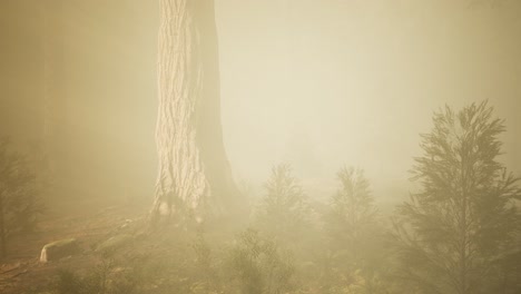 autumn-forest-and-trees-in-morning-fog